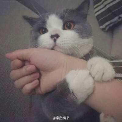 168官方网站入口苹果版